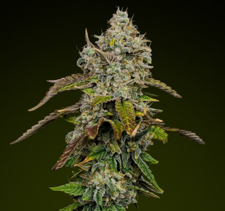 Cima di cannabis Blue Dream con densi tricomi ghiacciati e sfumature viola, nota per il suo profilo dolce e fruttato ideale per gli edibili