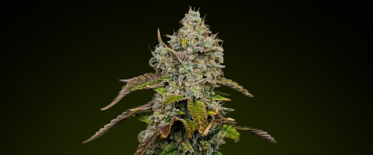 Cima di cannabis Blue Dream con densi tricomi ghiacciati e sfumature viola, nota per il suo profilo dolce e fruttato ideale per gli edibili