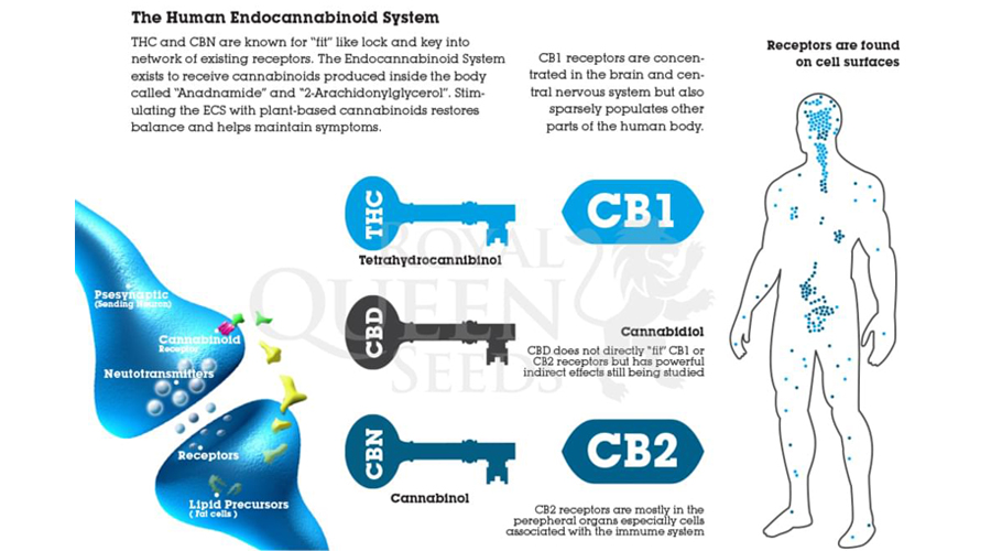 sistema endocannabinoide THC CBD CBN anadnamide