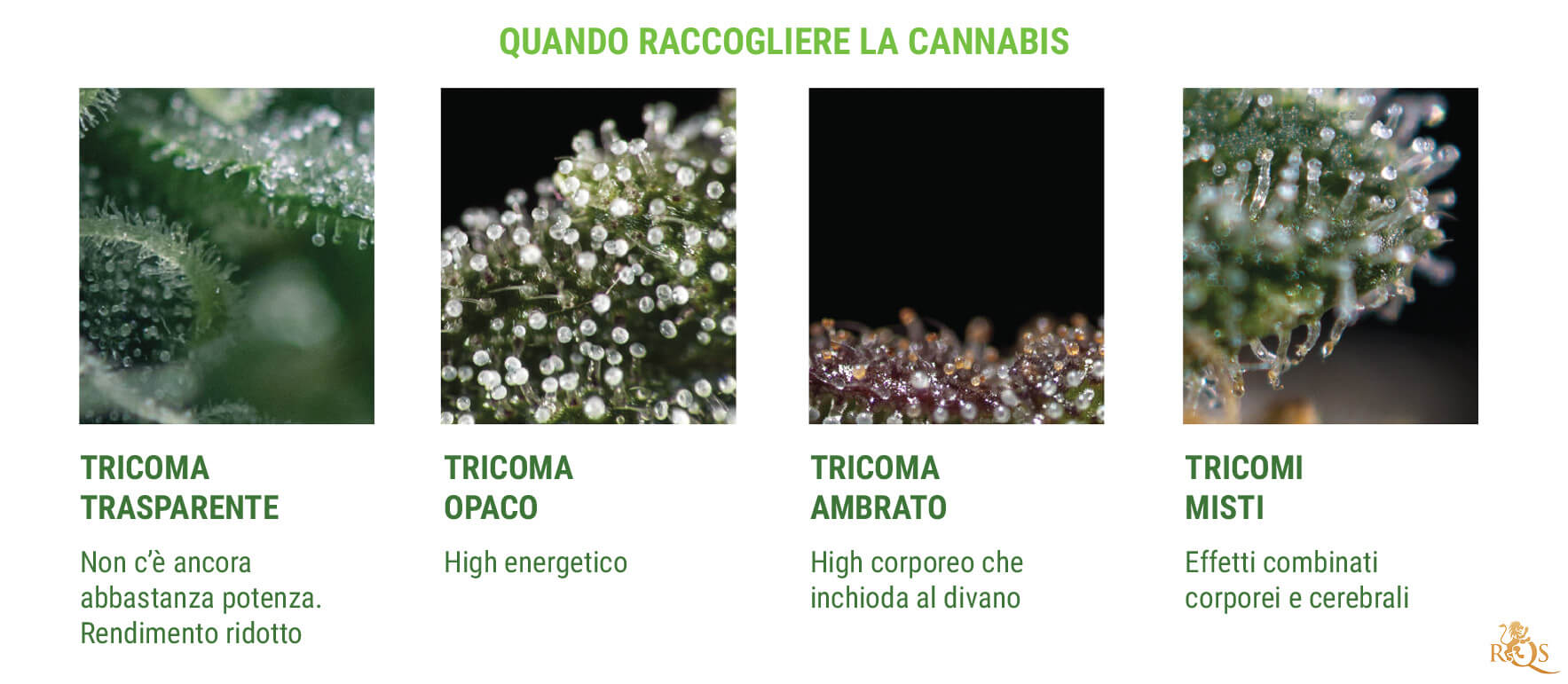 SEGNALANO QUAND'È IL MOMENTO DEL RACCOLTO SEGNALANO QUAND'È IL MOMENTO DEL RACCOLTO