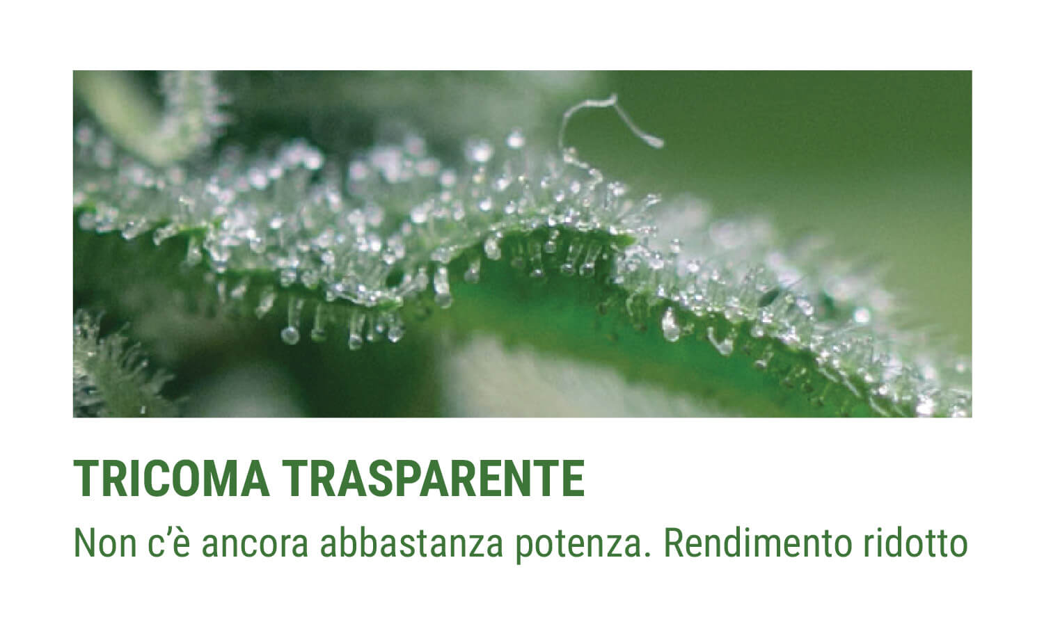 TRICOMI TRASPARENTI TRICOMI TRASPARENTI