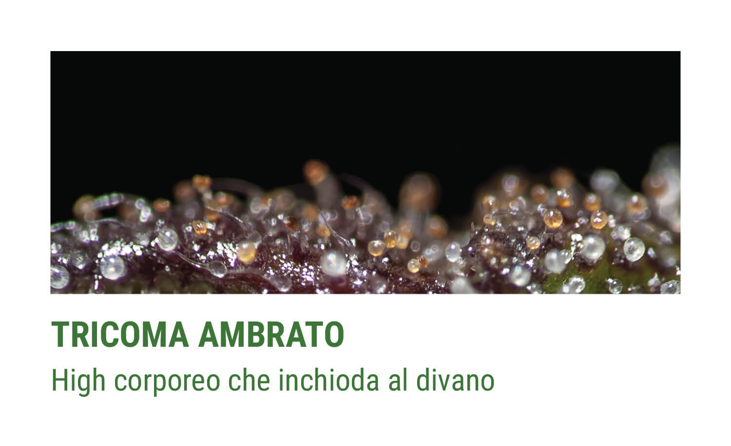TRICOMI AMBRATI TRICOMI AMBRATI