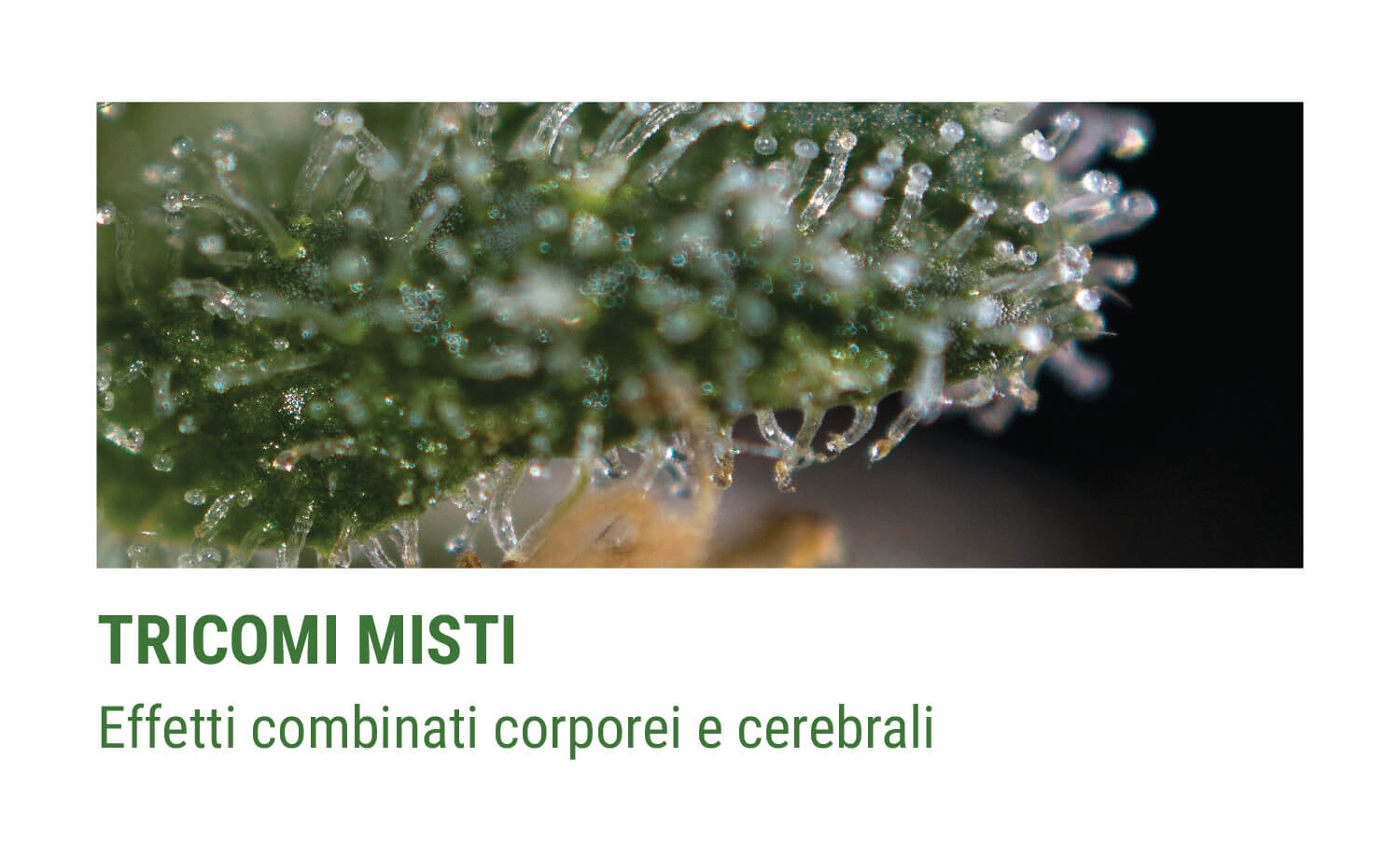 TRICOMI MISTI TRICOMI MISTI