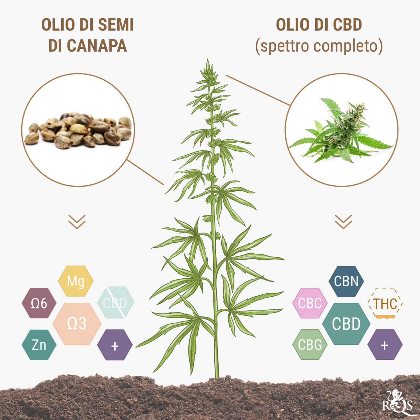 I Semi di Canapa e l’Olio di Semi di Canapa Contengono CBD?