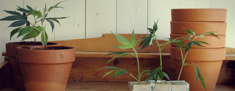 Uruguay parlamentare legalizzazione cannabis