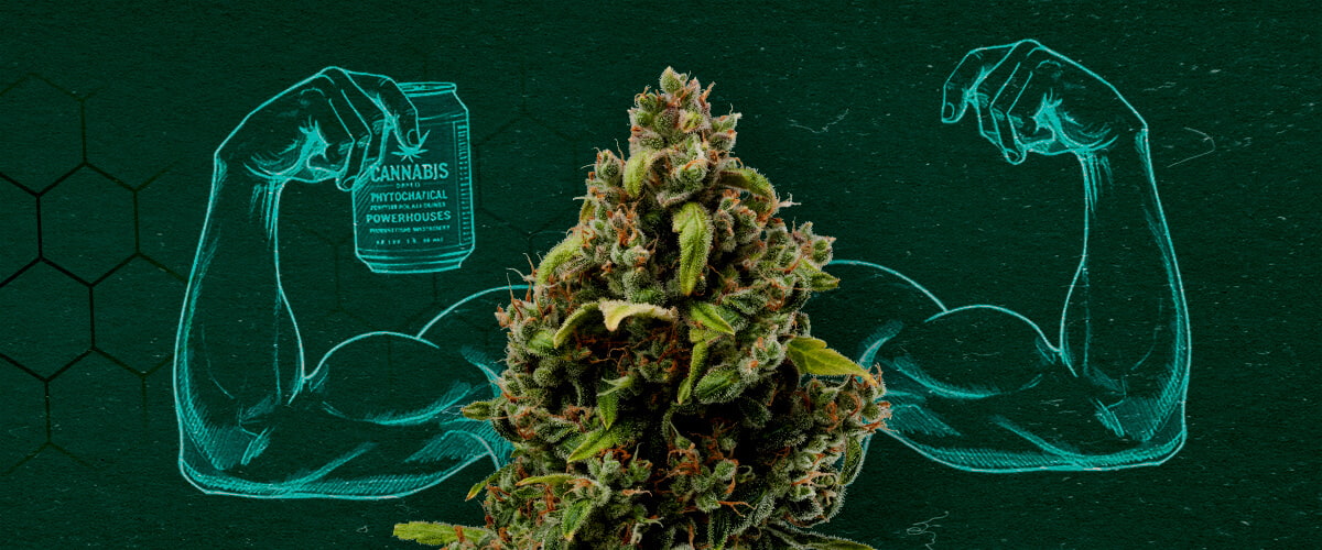 Bocciolo di cannabis che mostra i muscoli, che rappresenta il suo potere come fungicida naturale.