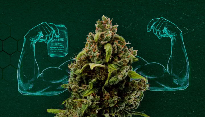Bocciolo di cannabis che mostra i muscoli, che rappresenta il suo potere come fungicida naturale.