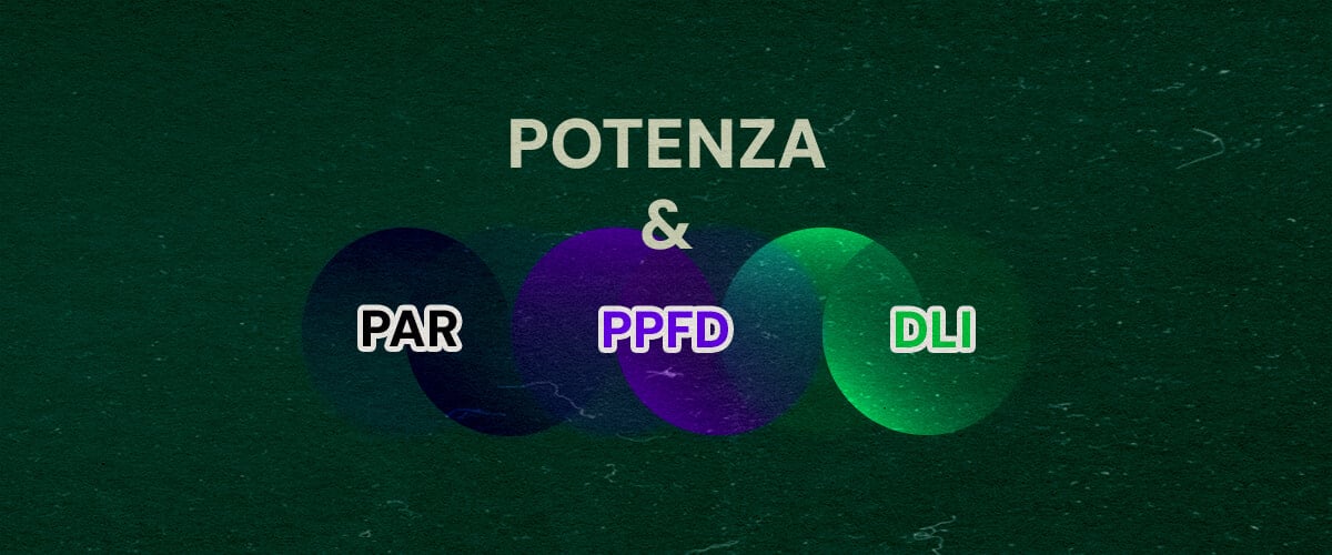 Come PAR, PPFD e DLI Si Riguardano alla Potenza in Watt Cannabis Un'illustrazione con