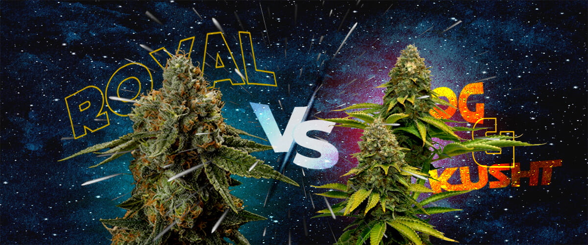 Come Royal Skywalker si Confronta con Skywalker OG e Skywalker Kush Cannabis Un'illustrazione di due boccioli di cannabis con i testi