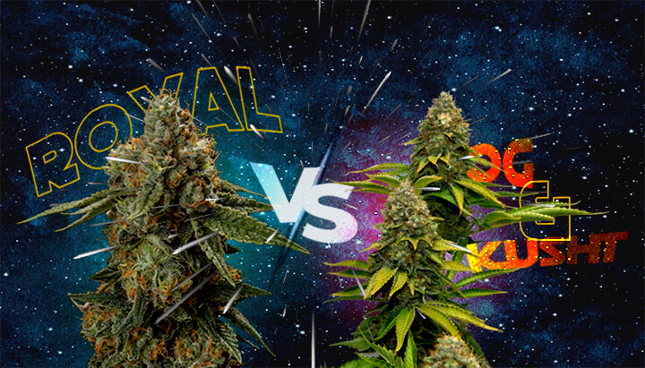Come Royal Skywalker si Confronta con Skywalker OG e Skywalker Kush Cannabis Un'illustrazione di due boccioli di cannabis con i testi