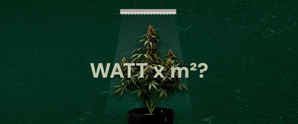 Quanti Watt per Piede Quadrato per Luci LED da Coltivazione Cannabis Un'illustrazione di una pianta di cannabis sotto una luce LED da coltivazione con il testo