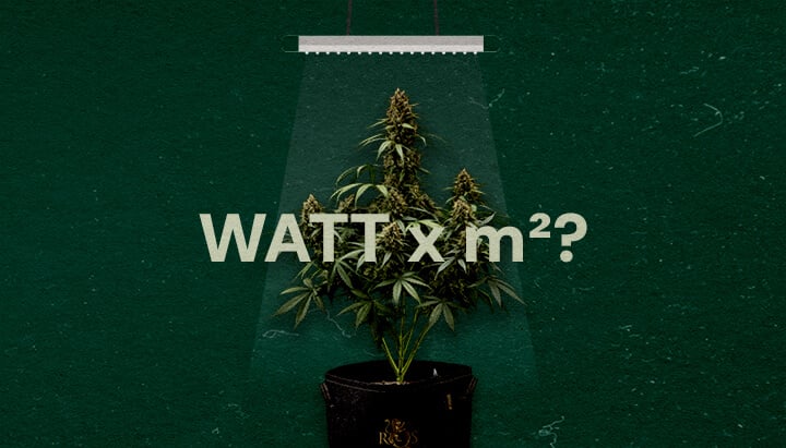 Quanti Watt per Piede Quadrato per Luci LED da Coltivazione Cannabis Un'illustrazione di una pianta di cannabis sotto una luce LED da coltivazione con il testo