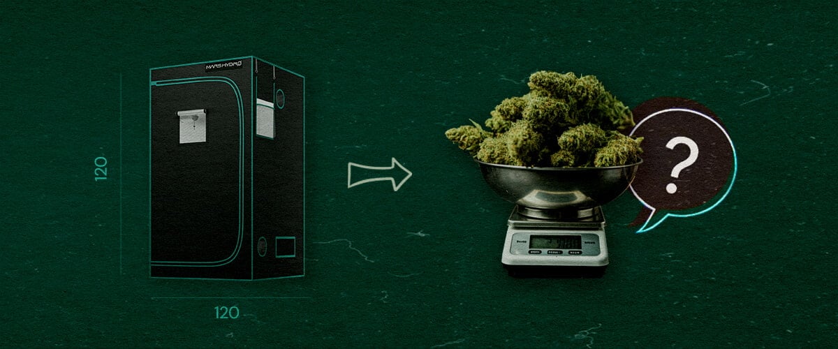 Piante di Cannabis in una Tenda da Coltivazione 4×4 Illustrazione di una tenda da coltivazione 4×4 (120 cm x 120 cm) con una freccia che punta a una bilancia piena di cime di cannabis e un punto interrogativo, simbolizzando quante piante di cannabis possono entrare nella tenda, su uno sfondo verde.