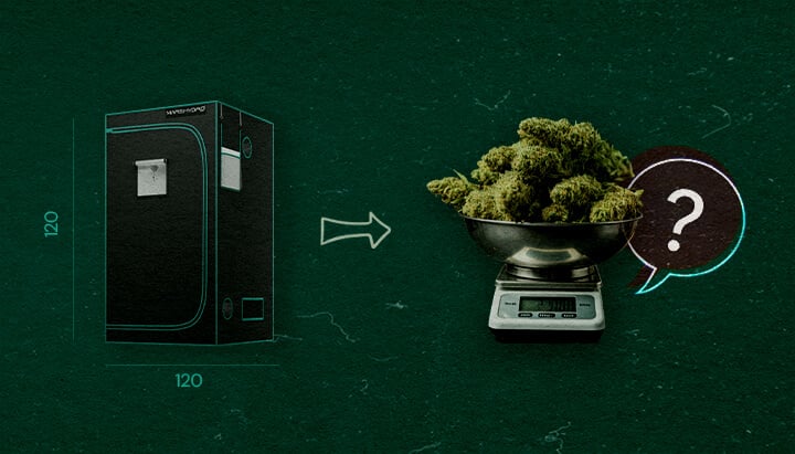 Piante di Cannabis in una Tenda da Coltivazione 4×4 Illustrazione di una tenda da coltivazione 4×4 (120 cm x 120 cm) con una freccia che punta a una bilancia piena di cime di cannabis e un punto interrogativo, simbolizzando quante piante di cannabis possono entrare nella tenda, su uno sfondo verde.