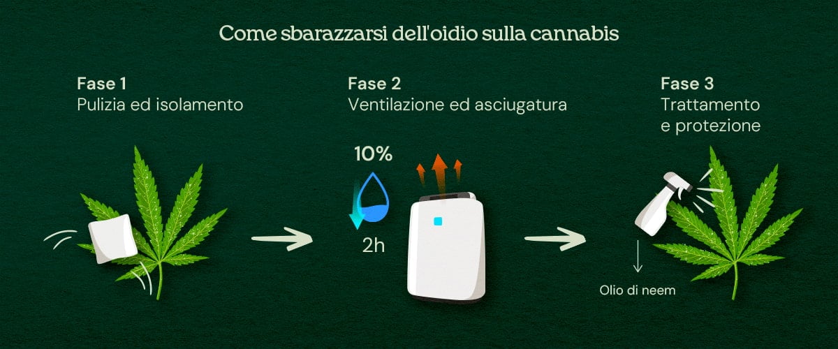 Come sbarazzarsi dell'oidio sulla cannabis (cura in 3 fasi) Un'illustrazione di foglie di cannabis con oidio, che mostra un processo di cura in 3 fasi includendo rimozione, trattamento e prevenzione, su uno sfondo neutro.