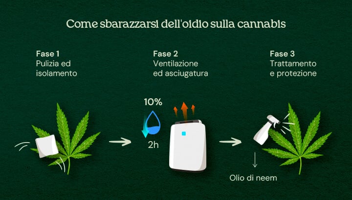 How to Get Rid of Powdery Mildew on Cannabis (3-Phase Cure) An illustration of cannabis leaves with powdery mildew, showing a 3-phase cure process including removal, treatment, and prevention, set against a neutral background.