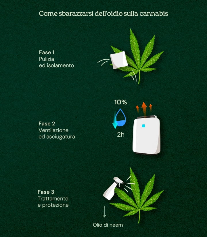 An illustration of cannabis leaves with powdery mildew, showing a 3-phase cure process including removal, treatment, and prevention, set against a neutral background.