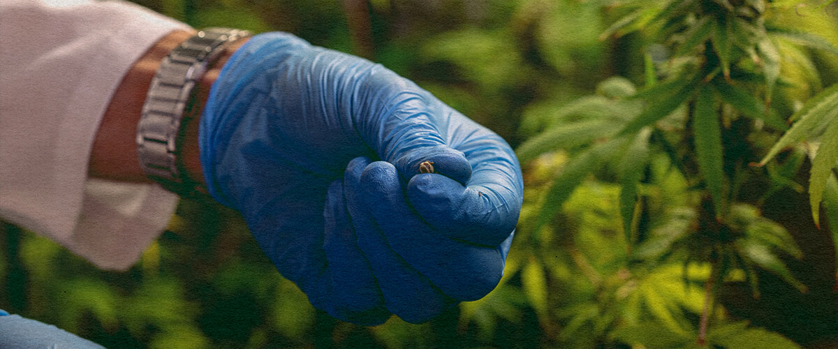 Come Evitare Problemi di Impollinazione: Immagine di Sacche di Polline Primo piano di una pianta di cannabis maschio con sacche di polline, che illustra come evitare problemi di impollinazione su sfondo verde scuro, ideale per consigli di coltivazione di cannabis.
