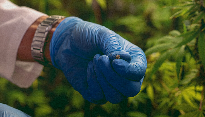 Come Evitare Problemi di Impollinazione: Immagine di Sacche di Polline Primo piano di una pianta di cannabis maschio con sacche di polline, che illustra come evitare problemi di impollinazione su sfondo verde scuro, ideale per consigli di coltivazione di cannabis.