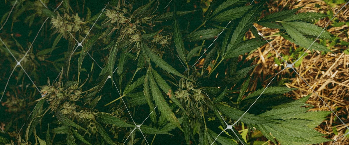 Come Curare il Suolo in Inverno: Immagine 5 Passaggi Pianta di cannabis con pacciame e rete, che dimostra 5 passaggi per la cura del suolo in inverno con isolamento e protezione, ideale per guide di coltivazione di cannabis.