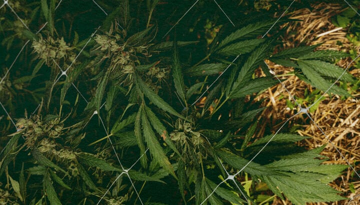 Come Curare il Suolo in Inverno: Immagine 5 Passaggi Pianta di cannabis con pacciame e rete, che dimostra 5 passaggi per la cura del suolo in inverno con isolamento e protezione, ideale per guide di coltivazione di cannabis.