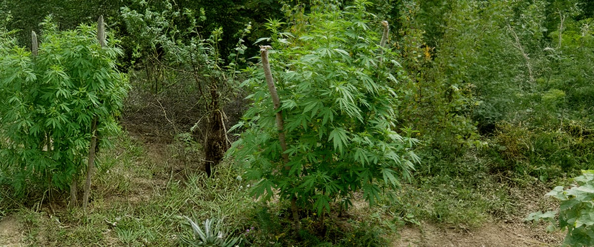 Come scegliere il luogo migliore per la guerrilla growing Come scegliere il luogo migliore per la guerrilla growing