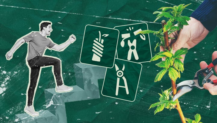 Come Innestare Piante di Cannabis: Il Tuo Tutorial Passo dopo Passo Impara come innestare piante di cannabis con la nostra guida passo dopo passo. Scopri l'attrezzatura necessaria, come scegliere il miglior portainnesto e nesto, e segui il nostro tutorial sull'innesto.