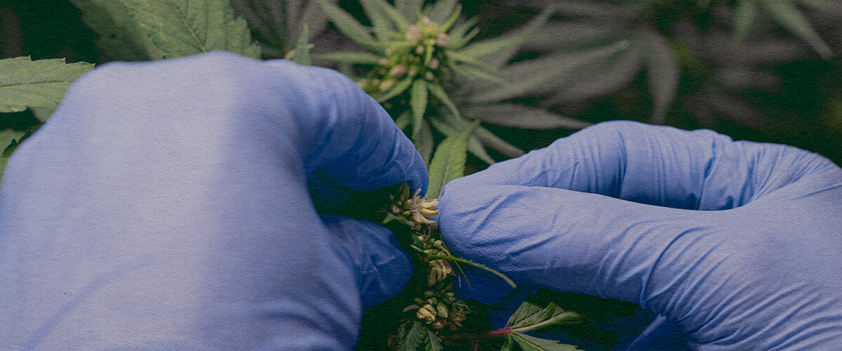 Come Introdurre Polline di Marijuana: Immagine di Sacche di Polline Primo piano di una pianta di cannabis maschio con sacche di polline, che mostra come raccogliere il polline per impollinare una pianta femmina su sfondo verde scuro, ideale per guide di allevamento di cannabis.