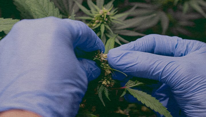 Come Introdurre Polline di Marijuana: Immagine di Sacche di Polline Primo piano di una pianta di cannabis maschio con sacche di polline, che mostra come raccogliere il polline per impollinare una pianta femmina su sfondo verde scuro, ideale per guide di allevamento di cannabis.