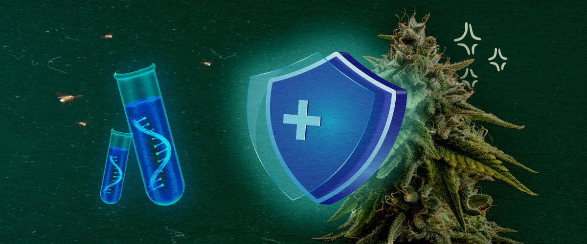 Prevenire CCYV nelle colture di cannabis Pianta di cannabis con scudo protettivo e provette su sfondo verde, illustra la prevenzione di CCYV nelle colture di cannabis.
