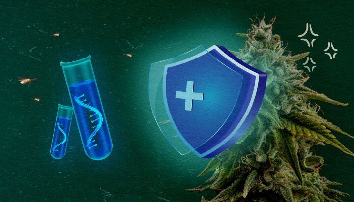 Prevenire CCYV nelle colture di cannabis Pianta di cannabis con scudo protettivo e provette su sfondo verde, illustra la prevenzione di CCYV nelle colture di cannabis.