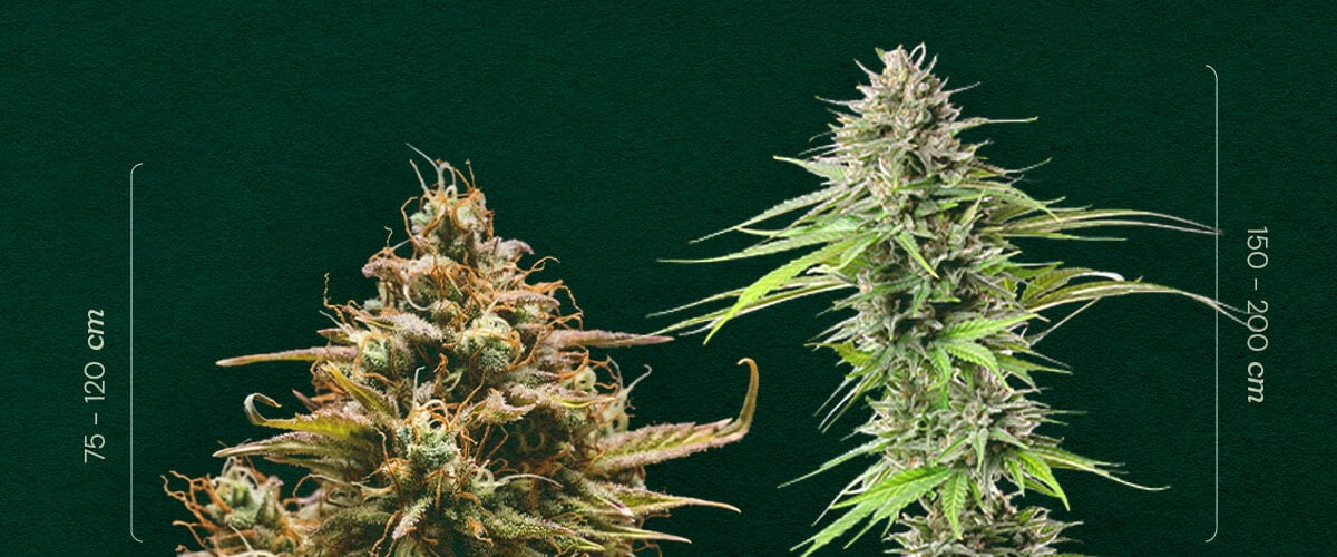 Autofiorente vs. Fotoperiodo: Confronto delle Dimensioni delle Piante Dimensioni Autofiorente vs. Fotoperiodo: Osserva la tipica differenza di altezza tra piante di cannabis autofiorenti (75-120 cm) e fotoperiodiche (150-200 cm). Impara a distinguerle.