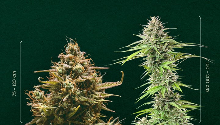 Autofiorente vs. Fotoperiodo: Confronto delle Dimensioni delle Piante Dimensioni Autofiorente vs. Fotoperiodo: Osserva la tipica differenza di altezza tra piante di cannabis autofiorenti (75-120 cm) e fotoperiodiche (150-200 cm). Impara a distinguerle.