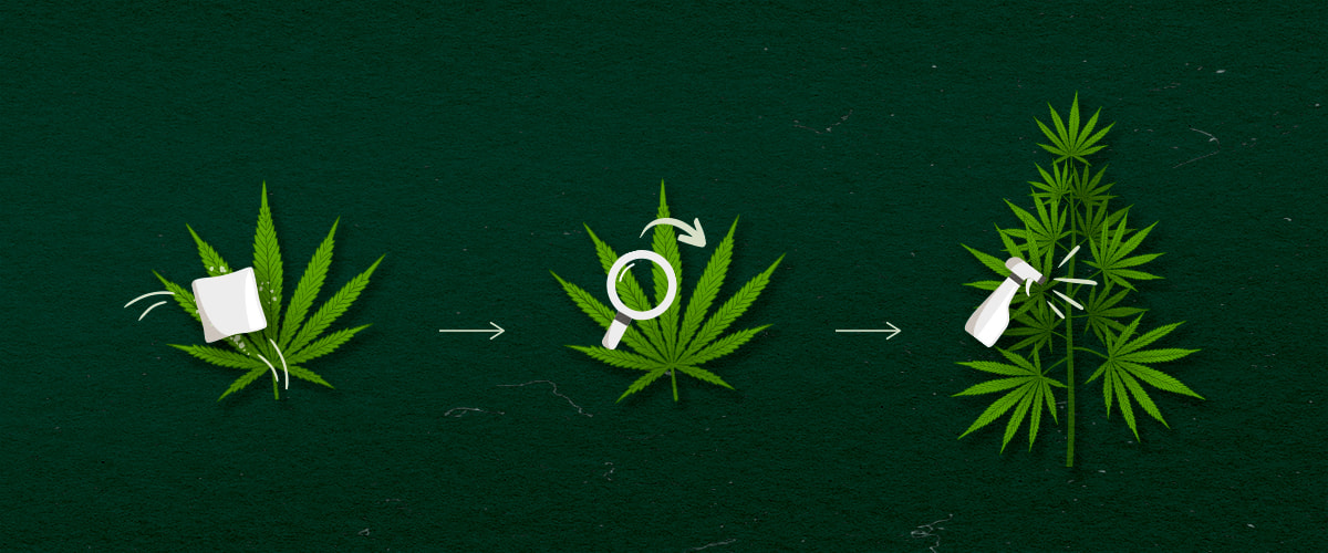 Metodi di Applicazione della Cannabis: strofinamento o nebulizzazione Illustrazione dei metodi di applicazione della cannabis: spray, wipe o fog, design verde e bianco su sfondo scuro.