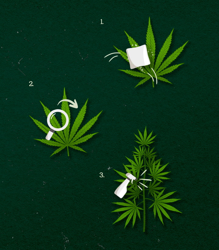 Metodi di Applicazione della Cannabis: strofinamento o nebulizzazione Illustrazione dei metodi di applicazione della cannabis: spray, wipe o fog, design verde e bianco su sfondo scuro.