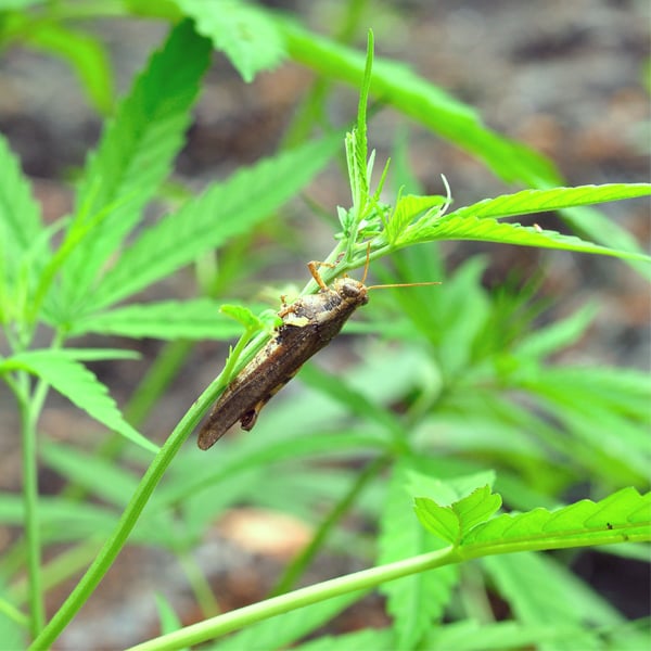 grasshopper cannabis