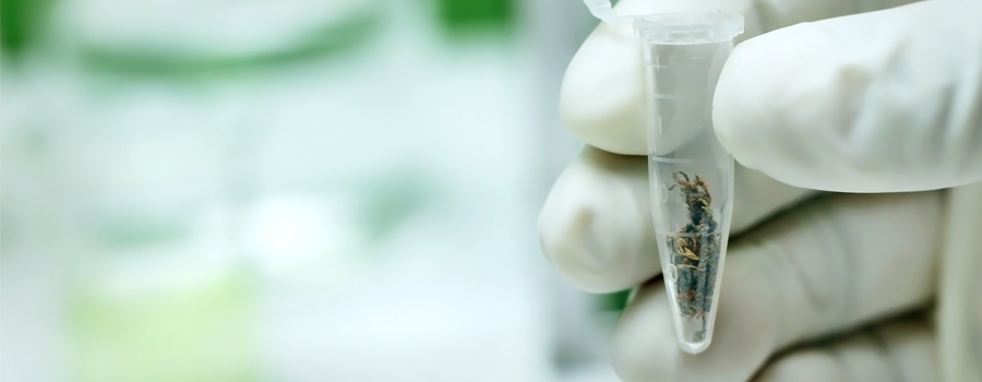 olio di cannabis laboratorio di Oxford fondi indagine scientifica