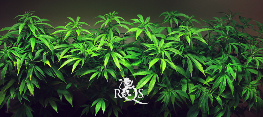 northern light auto royal queen seeds