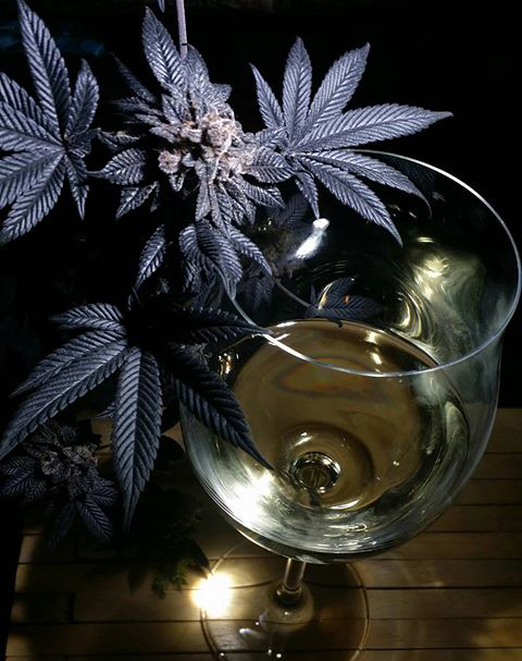 VINO CANNABIS LEGALIZZAZIONE terpeni ENZIMI