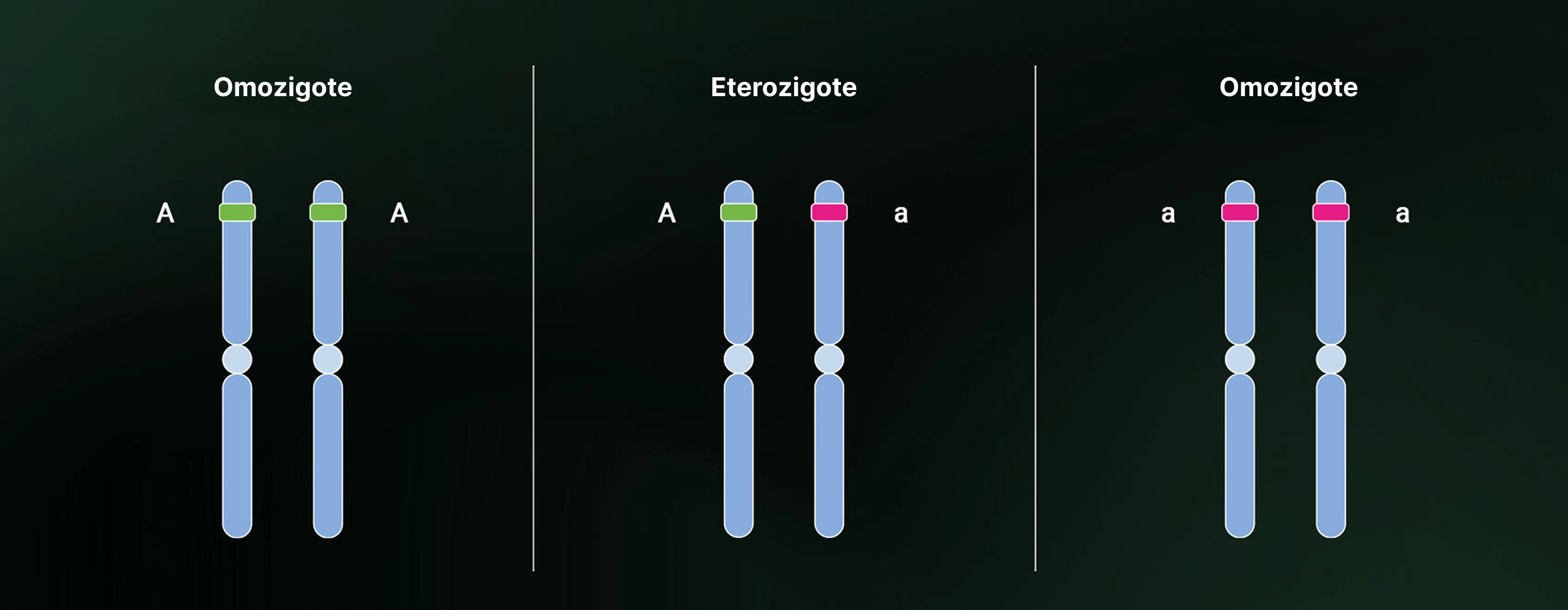 Heterozygosity and homozygosity
