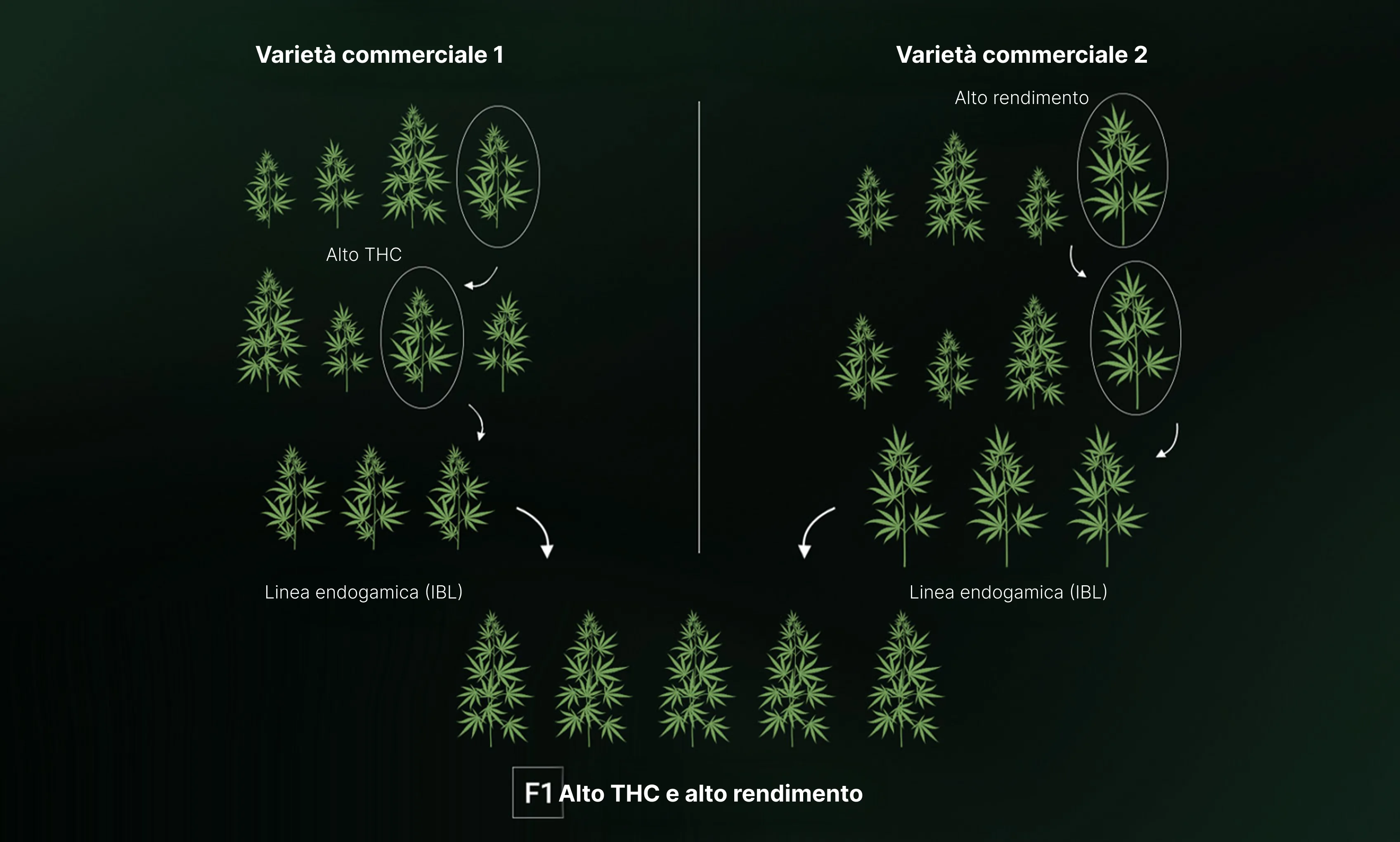 How are F1 Seeds Created?