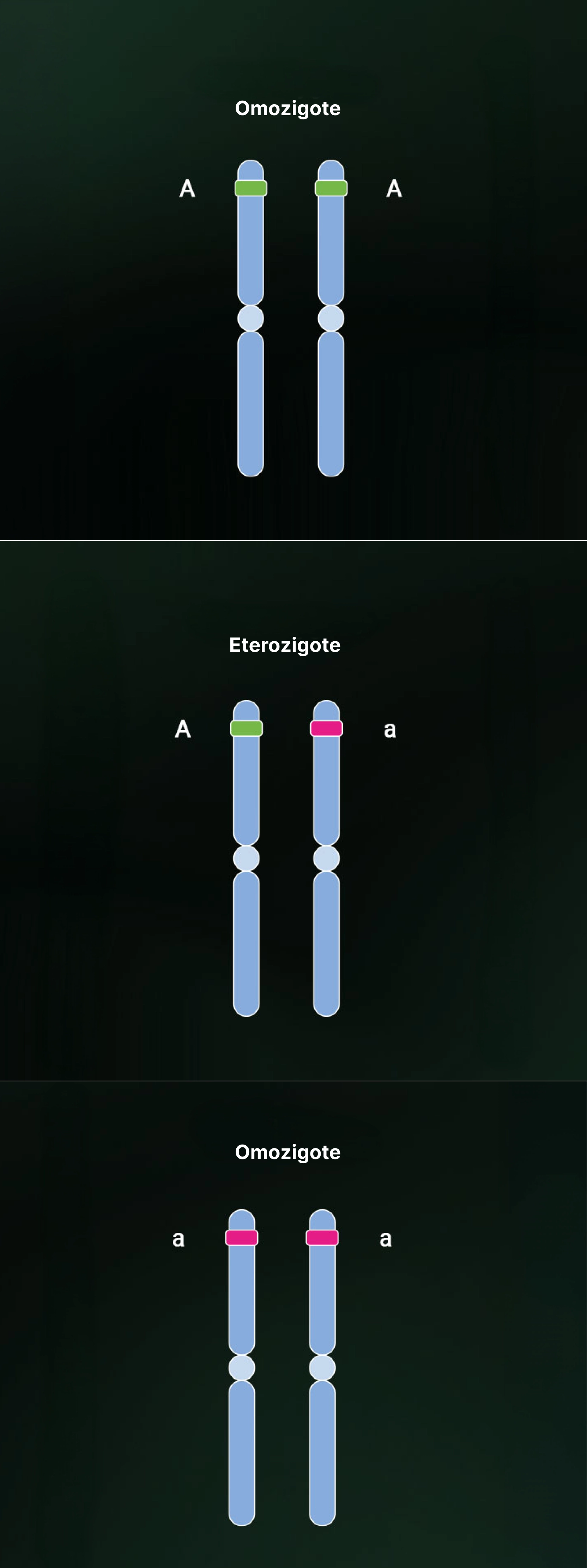 Heterozygosity and homozygosity