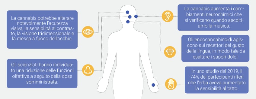 Come influisce la cannabis sui nostri sensi?