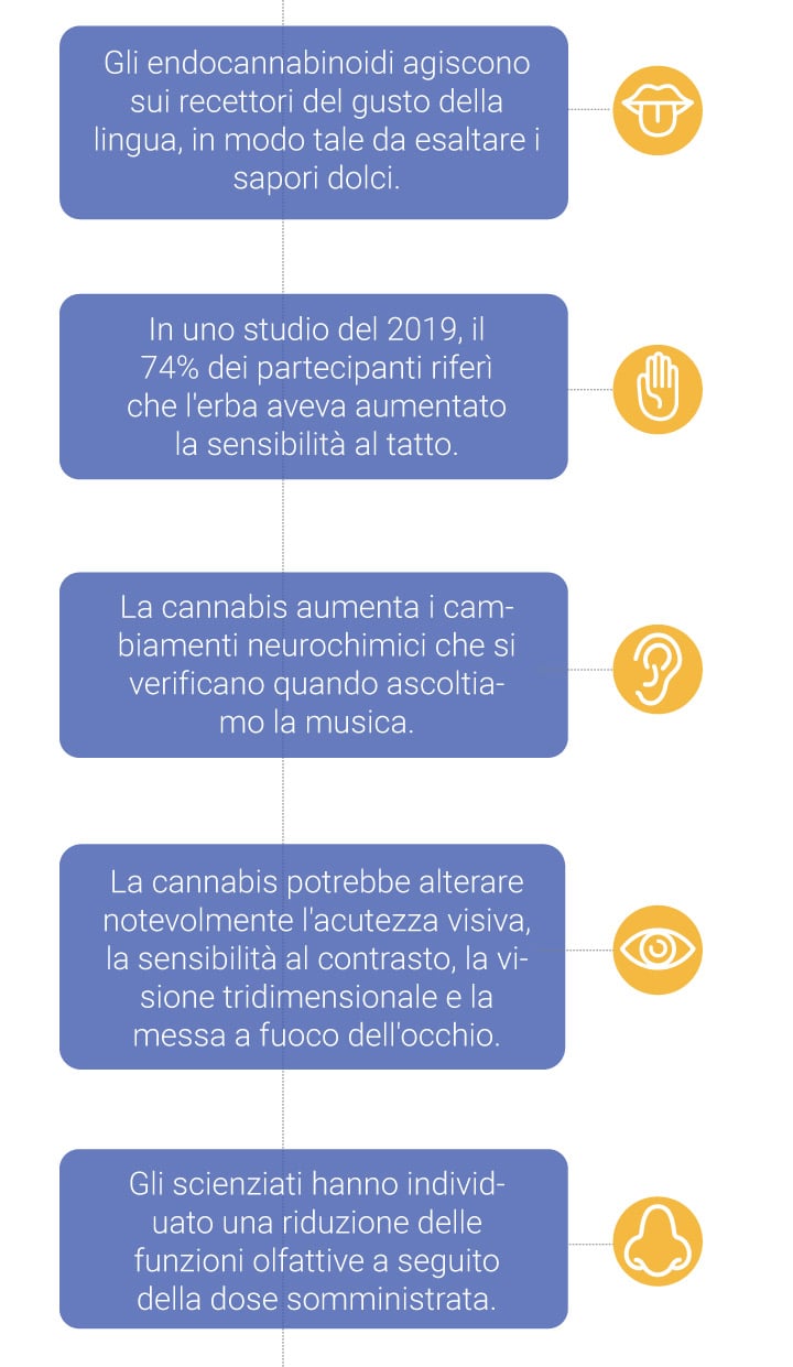 Come influisce la cannabis sui nostri sensi?