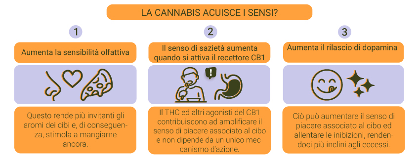 La ganja acuisce i sensi?