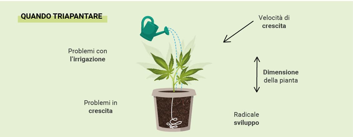 QUANDO TRAPIANTARE LE TUE PIANTE DI CANNABIS