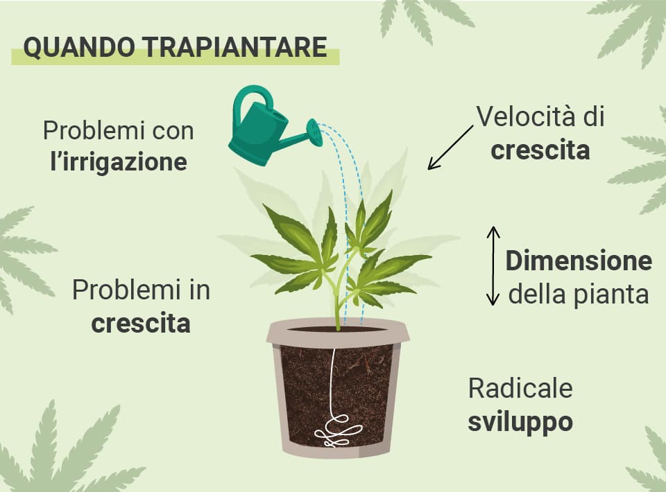 QUANDO TRAPIANTARE LE TUE PIANTE DI CANNABIS