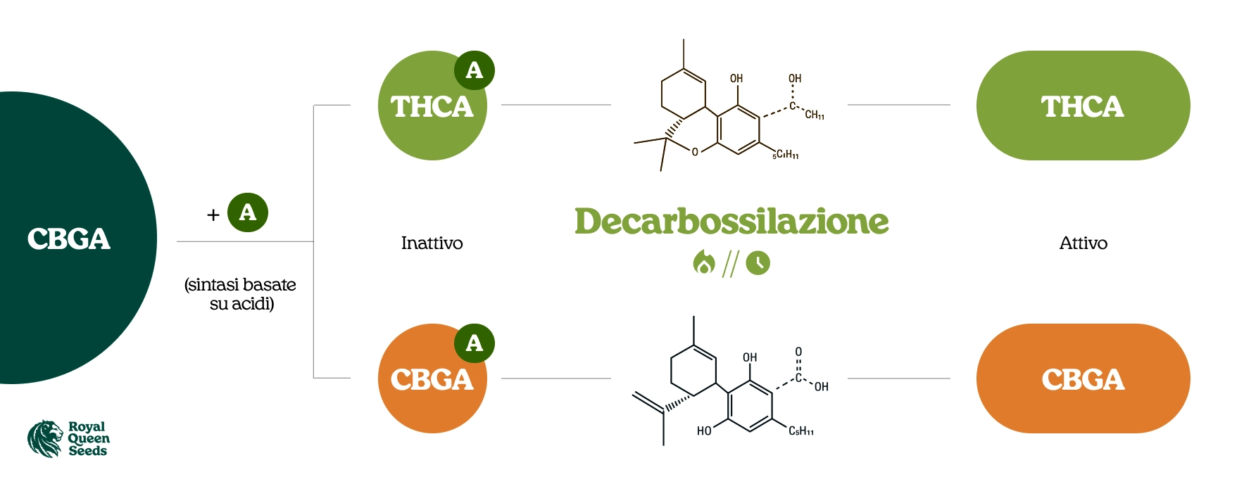 Cosa Sono gli Acidi Cannabinoidici? Cosa Sono gli Acidi Cannabinoidici?