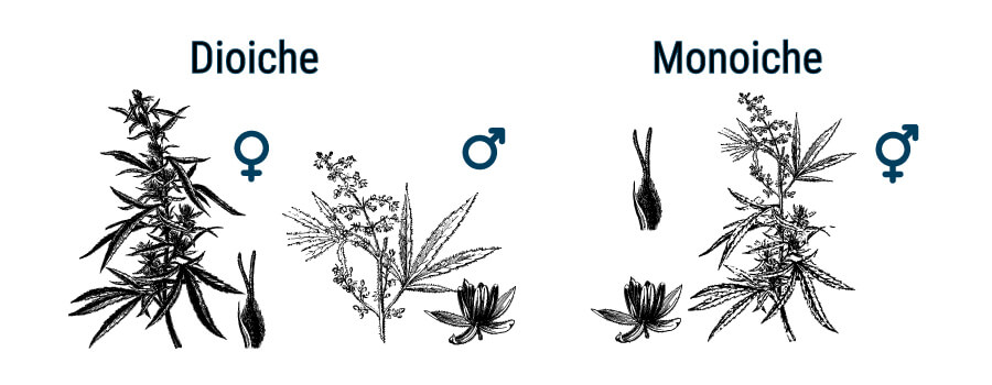 QUAL È LA DIFFERENZA FRA CANNABIS E CANAPA?