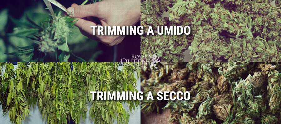 Trimming a umido, Trimming a secco 